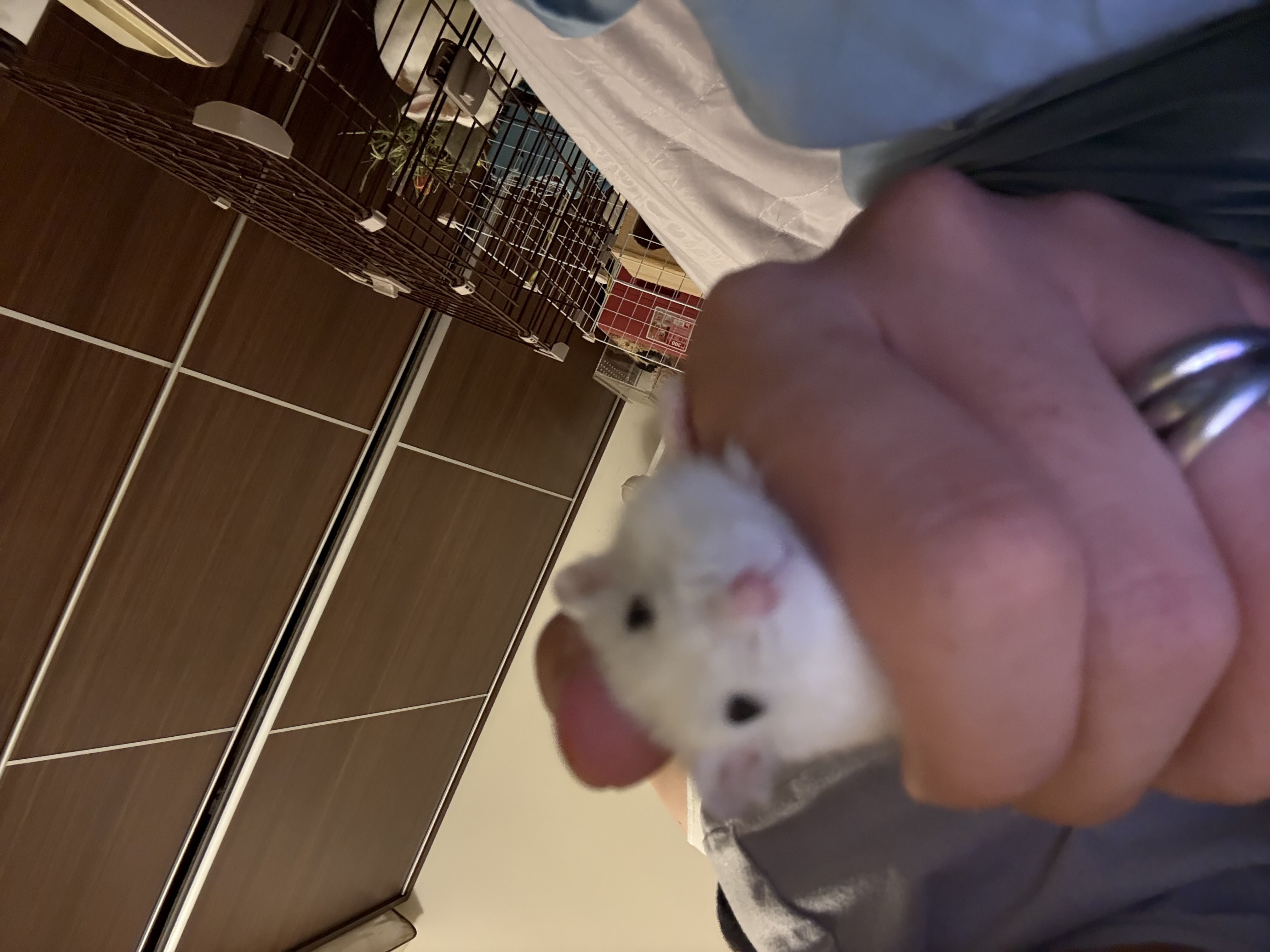 HDM_翰