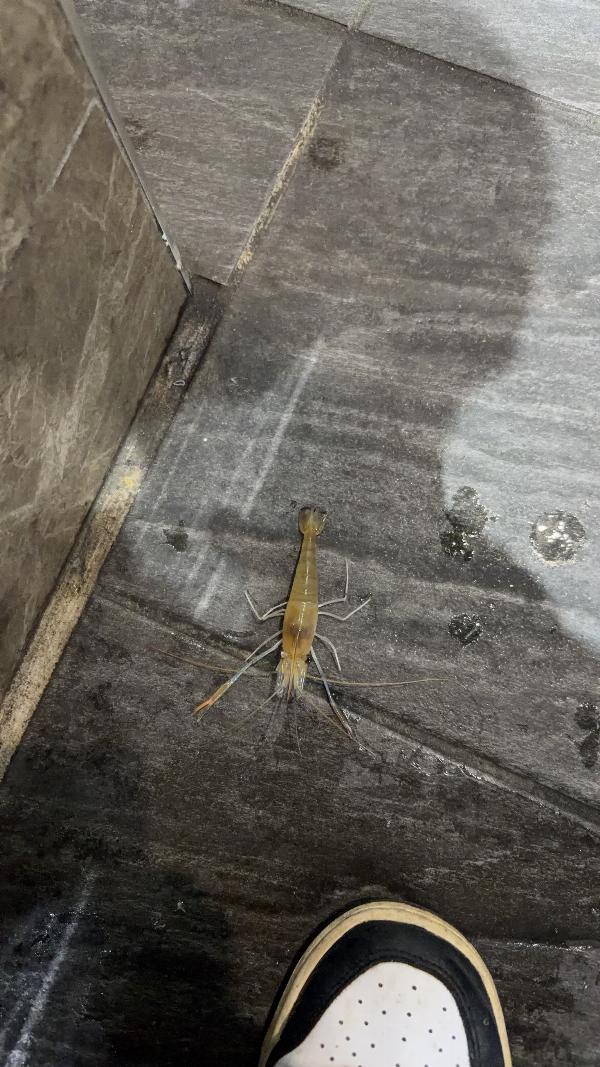 放著等正吃